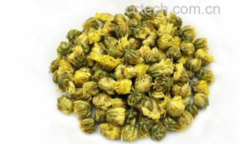 杭白菊的药效:天然养生的健康宝藏