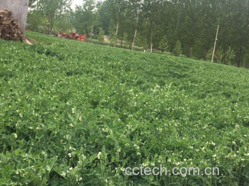 现代化农业基地中的青豌豆种植场景