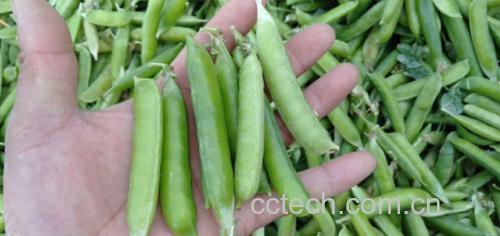 青豌豆与黄豌豆对比图