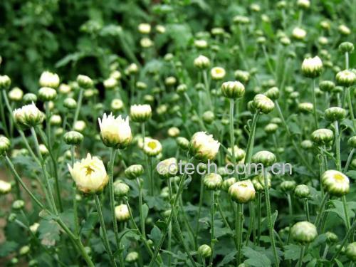野菊花田全景图