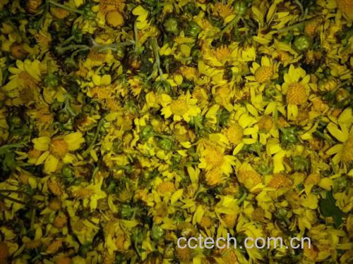 野菊花与其他菊花对比图