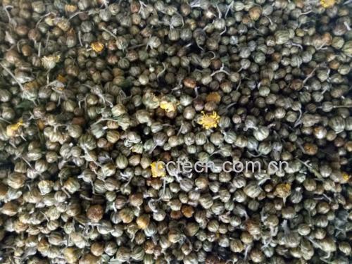 野菊花枝干切段与茶饮冲泡过程图