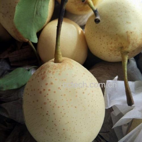 黄金梨果形与瓜蒂特写