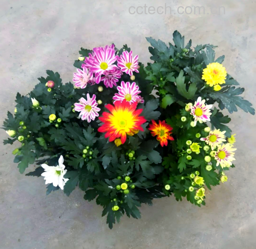 蒲公英与野菊花植株对比图