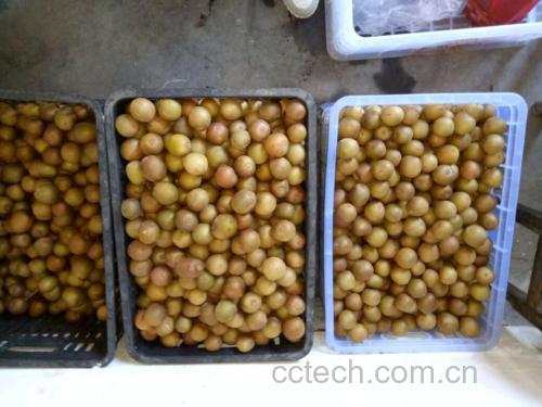 家庭厨房中摆放不同成熟阶段的黄心猕猴桃及储存工具