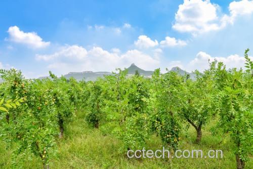 青枣种植园实景