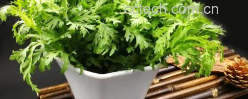 野菊花枕头成品展示