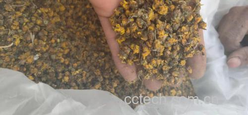 手工采摘野菊花场景