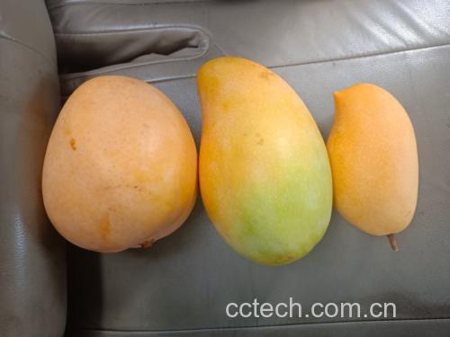 鹰嘴芒果不同成熟阶段的颜色对比图