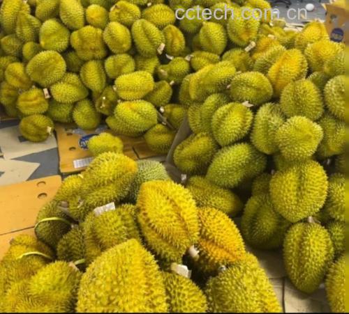 金枕头榴莲整体外观特写
