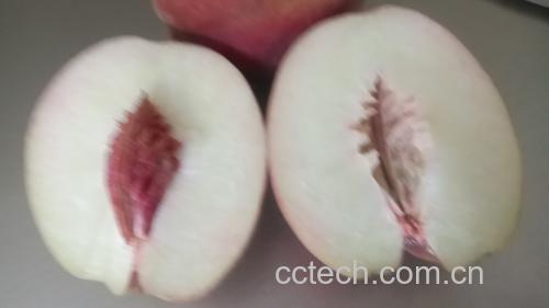 不同原因导致的桃黑心对比图