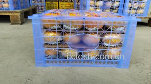 青脆柿子与苹果共同密封催熟过程