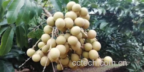石硖龙眼新鲜采摘特写