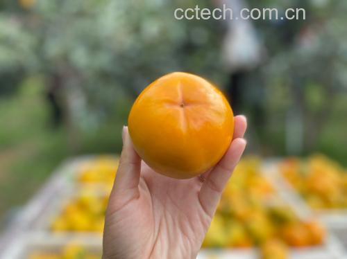 脆柿清洗与晾干过程