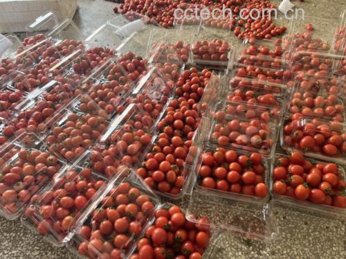 超市货架上陈列的新鲜包装圣女果与水果型小黄瓜商品