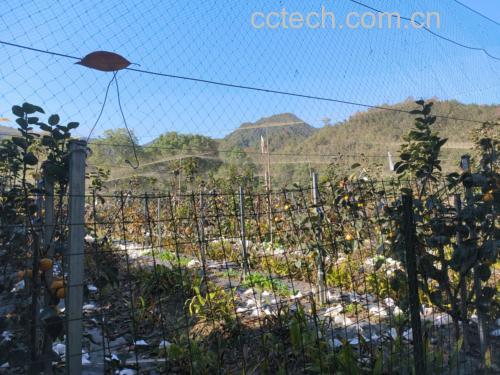 太秋甜柿果园实景
