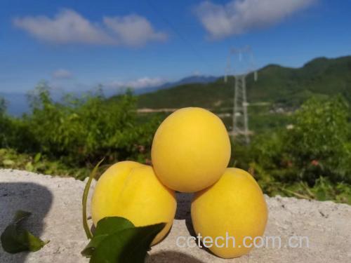 白菊与黄桃花朵与果实对比图