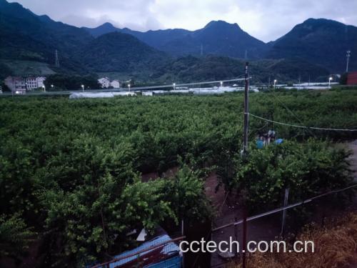 南非二号黄桃果园实景