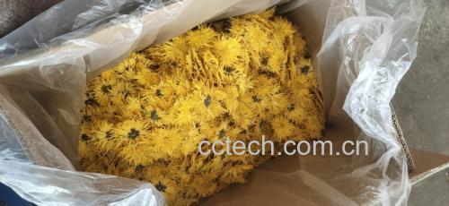 金丝皇菊柠檬茶成品图
