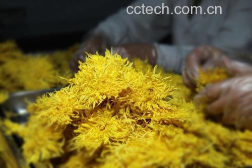 金丝皇菊泡水过程图示