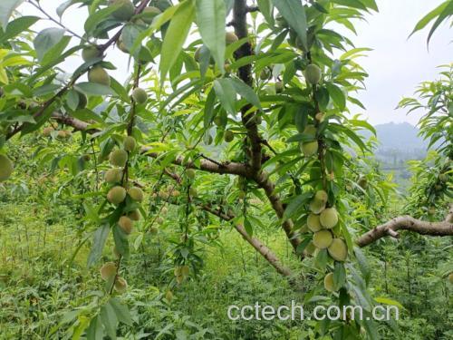 果园中黄桃树与枇杷树共生种植实景图