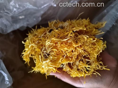金丝皇菊干花特写