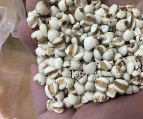 白术茯苓山药粥制作过程
