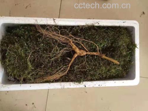 家庭用户拆开苔藓包裹的鲜人参进行清洗
