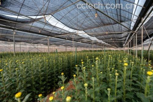 金丝皇菊茶园航拍图