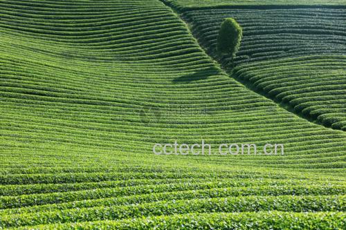 茶园风光与采茶场景