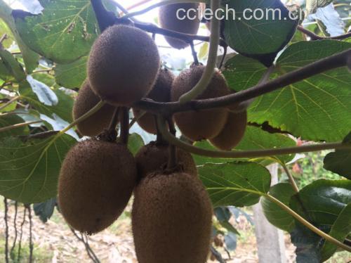 猕猴桃根与洋桃根的植物来源对比图示