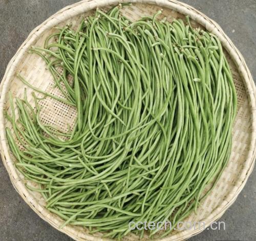 白不老豆角特写