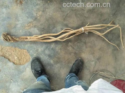 野猕猴桃根与其他药食同源植物对比图