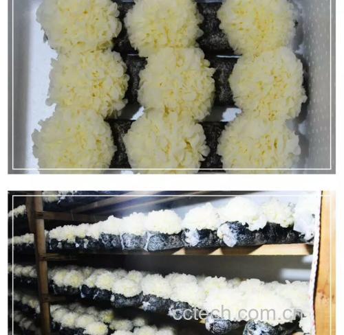 实验室中的槐耳提取过程示意图