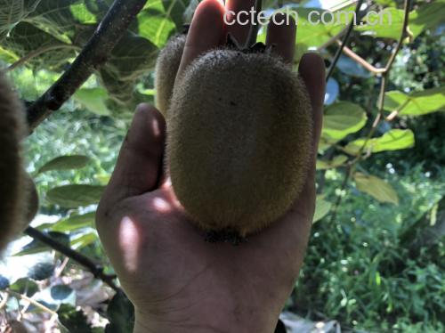 海沃德猕猴桃与成熟度标尺对比图