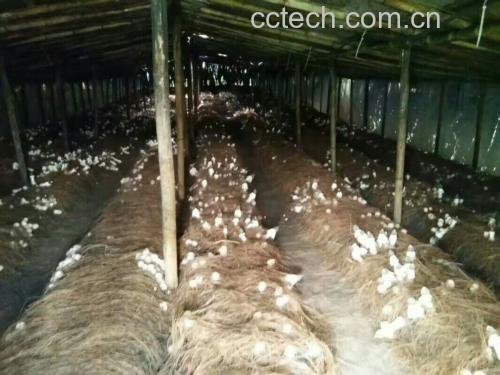 金边竹灵芝人工培育基地场景