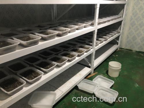 超市冷柜中陈列的对虾产品，分为活虾区和冰鲜虾区，标签清晰标明“活虾”“冰鲜对虾”“加工时间”等信息