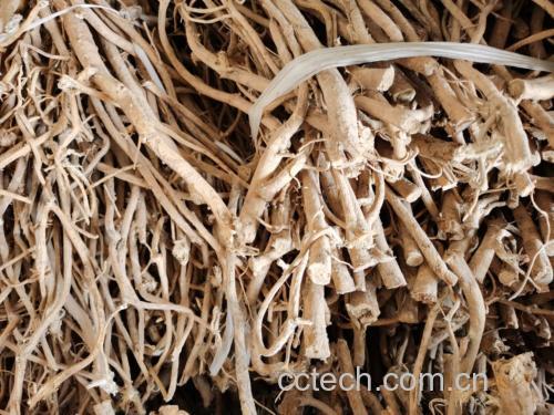 黄芪根药材展示