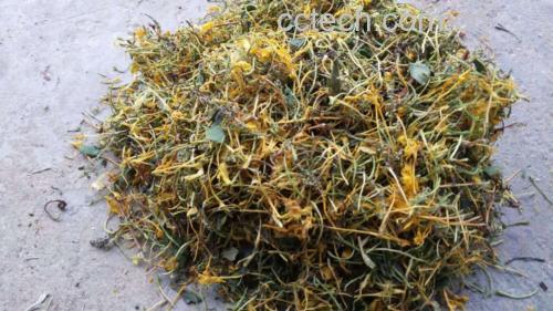 蒲公英与白芷搭配使用注意事项图解