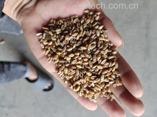 除草剂喷洒作业现场