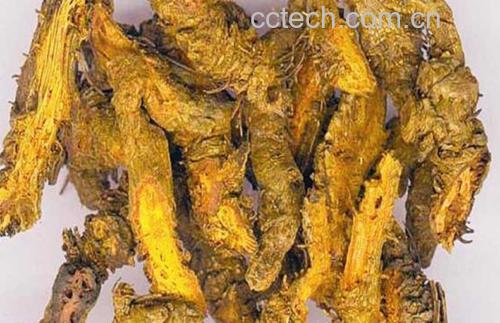 黄连切片与药材展示