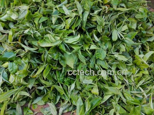茶叶包装上的绿色食品认证标志