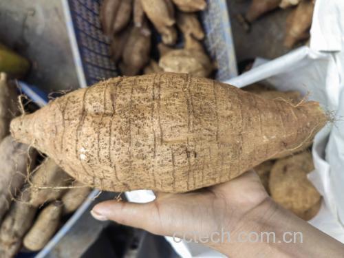 厨房中女性正在制作香蕉葛根粉饮品的过程图