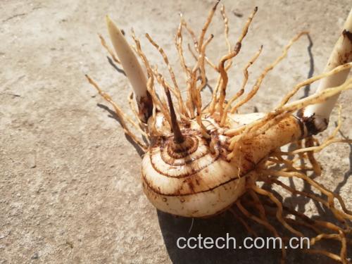 白芷的外观与常见用途