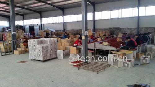 鲜枣加工生产线上的果脯成品