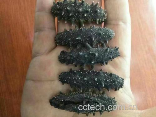 海参与鱿鱼的形态对比图