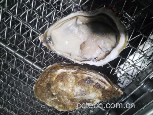 挑选新鲜生蚝