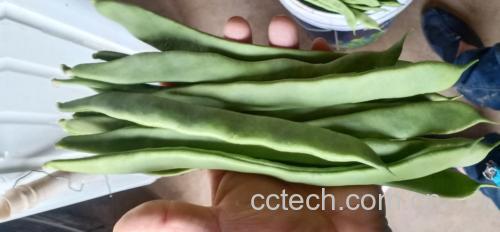 芸豆洗净后切段的特写照片