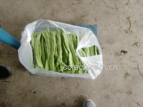 芸豆原材料图