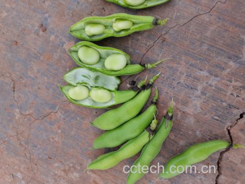 蚕豆与成品蚕豆粉丝对比图